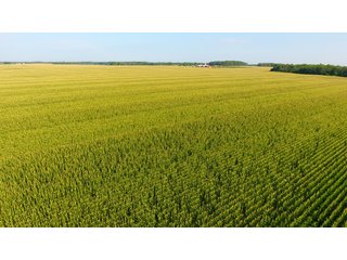 TRACT 3 - ILLINOIS LAND AUCTION - 4,810+/- ACRES OFFERED IN 85 TRACTS IN FRANKLIN, WILLIAMSON, HAMILTON & SALINE COUNTIES, ILLINOIS